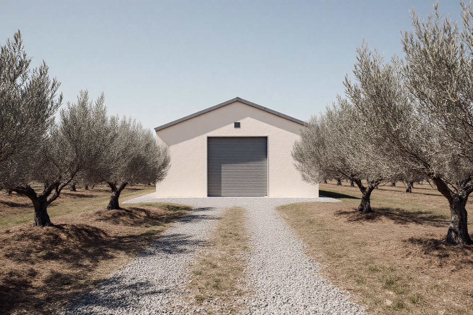 Cultivated Spanish olive grove with an agricultural building